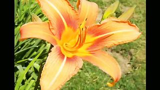 Людмила Руссу - Остановись