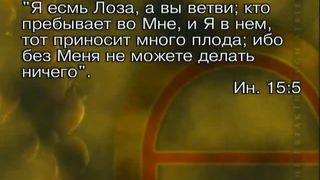 Тайна виноградной лозы