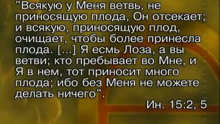 Тайна виноградной лозы