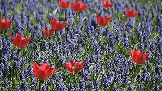 Живые Пейзажи Цветы и Сады