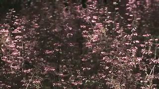 Живые Пейзажи Цветы и Сады