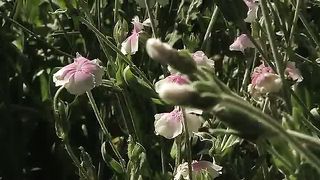 Живые Пейзажи Цветы и Сады