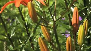 Живые Пейзажи Цветы и Сады