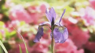 Живые Пейзажи Цветы и Сады