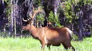 Natures Colors with the Worlds Greatest Music 2007