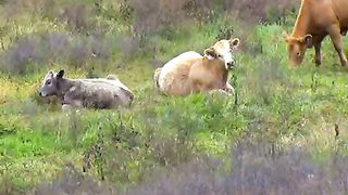 Natures Colors with the Worlds Greatest Music 2007