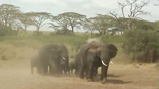 Живые Пейзажи Дикая Африка (2007)