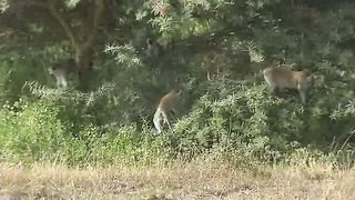 Живые Пейзажи Дикая Африка (2007)