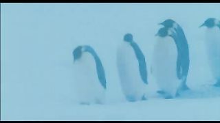 Птицы 2 Путешествие на край света (2005)