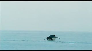 Птицы 2 Путешествие на край света (2005)