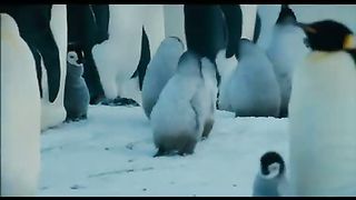 Птицы 2 Путешествие на край света (2005)