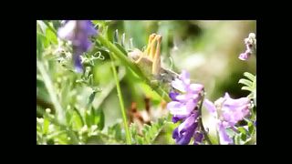 летний детский лагерь Венец