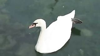 Очерки по истории реформации-10 2010