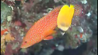 Коралловый рай (2002)