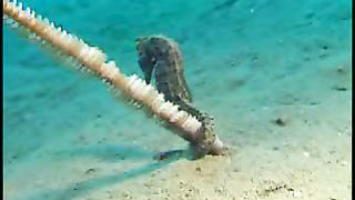 Коралловый рай (2002)