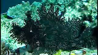 Коралловый рай (2002)