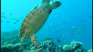 Коралловый рай (2002)