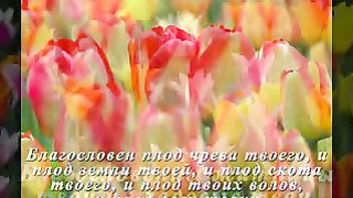 Божие благословения Ролик