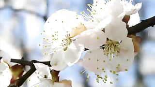 Дивно Бог сотворил ролик