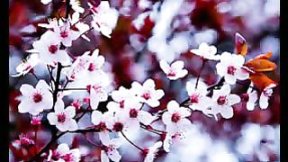 Дивно Бог сотворил ролик