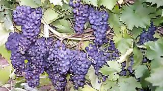 Дивно Бог сотворил ролик