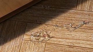 Тюрьма особого назначения 11