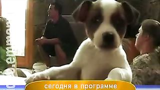 Дом Живых Историй 299