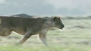 Африканские кошки Королевство смелости (2011)