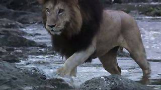 Африканские кошки Королевство смелости (2011)