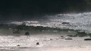 Африканские кошки Королевство смелости (2011)