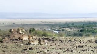 Африканские кошки Королевство смелости (2011)