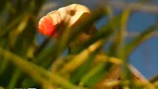 Природа Командорских островов (2011)