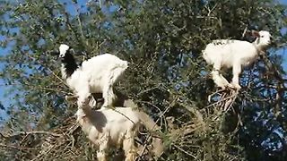 Удивительные природные явления 4