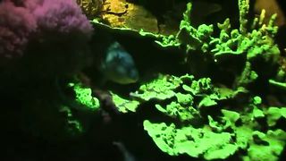 BBC Океаны (2008) 3 - Красное море