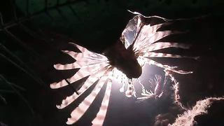 BBC Океаны (2008) 4 - Атлантический океан