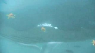 BBC Океаны (2008) 5 - Индийский океан