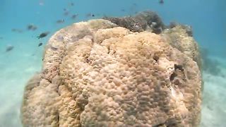 BBC Океаны (2008) 6 - Прибрежные воды индийского океана