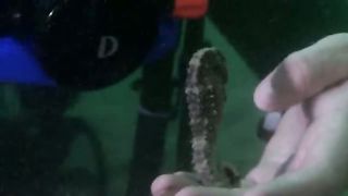 BBC Океаны (2008) 6 - Прибрежные воды индийского океана