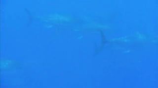 BBC Океаны (2008) 7 - Средиземное море