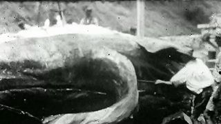 BBC Океаны (2008) 8 - Северный Ледовитый океан