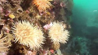 BBC Океаны (2008) 8 - Северный Ледовитый океан