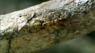 BBC Тайны Тихого океана - Океан островов