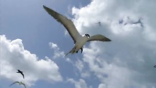 BBC Тайны Тихого океана - Переселенцы