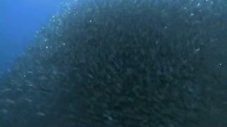 BBC Тайны Тихого океана - Бескрайняя синева