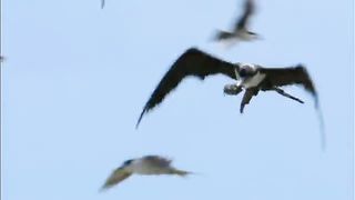 BBC Тайны Тихого океана - Бескрайняя синева