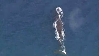 BBC Тайны Тихого океана - Бескрайняя синева