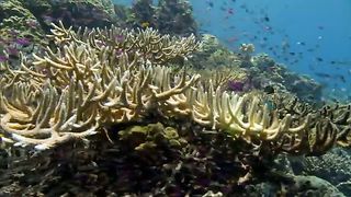 BBC Тайны Тихого океана - Океан вулканов