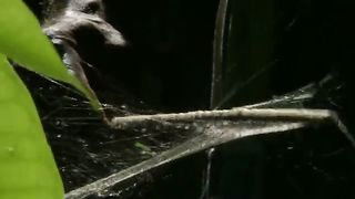 BBC Тайны Тихого океана - Странные острова