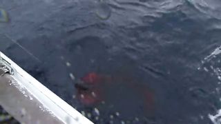 BBC Тайны Тихого океана - Хрупкий рай