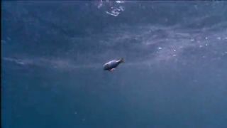 BBC Тайны Тихого океана - Хрупкий рай